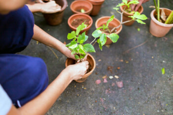 Activities Gardening