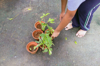 Gardening